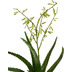 fleur ami Aloe Kunstpflanze, blhend 106 cm
