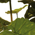 fleur ami Elefantenohr - Alocasia, Kunstpflanze 137 cm