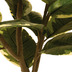 fleur ami Gummibaum - Ficus Elastica Kunstpflanze 122 cm