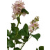 fleur ami Lilac Kunstpflanze 79 cm