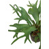 fleur ami Staghorn Kunstpflanze 55 cm