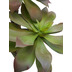 fleur ami SUKKULENTE Kunstpflanze, 55 cm
