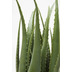 Kare Design Deko Pflanze Aloe 69cm