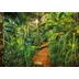 Komar Fototapete \"Jungle Trail\" 368 x 254 cm