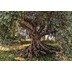 Komar Fototapete Olive Tree 254 x 368 cm
