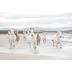 Komar Fototapete White Horses 254 x 368 cm