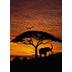 Komar Fototapete African Sunset 194 x 270 cm