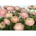 Komar Fototapete Gentle Rosé 368 x 254 cm