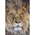 Komar Fototapete Lion 127 x 184 cm