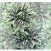Komar INK Emerald Flowers 300 x 280 cm