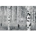 Komar Vlies Fototapete munich design book - Woods 400 x 270 cm