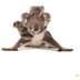 Komar National Geographic Koala 300 x 280 cm