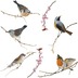 Komar Window-Sticker Birds 31 x 31 cm