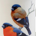 Maxwell & Williams BIRDS OF THE WORLD Becher Dompfaff, Bone China Porzellan, in Geschenkbox