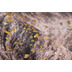 me gusta Teppich Western 225 Gold / Dunkelbraun 130 x 170 cm