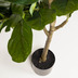 Nosh Ficus Kunstpflanze 150 cm