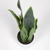 Nosh Sansevieria Kunstpflanze mit Topf wei 55 cm