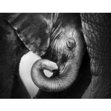 AS Création Fototapete Elefantenfamilie 130 g Vlies schwarz weiß 403708 3,36 m x 2,60 m