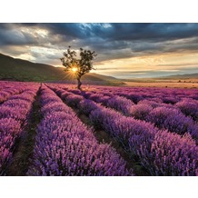 AS Création Fototapete Lavendelfeld 130 g Vlies violett mehrfarbig 403701 3,36 m x 2,60 m