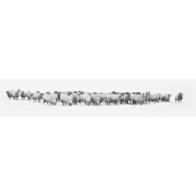 AS Création Leinwandbild Herd of Sheep 100 cm x 40 cm