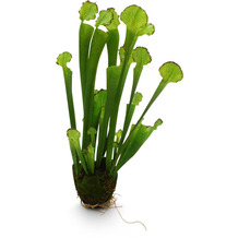 fleur ami KOBRALILIE Kunstpflanze, 55 cm