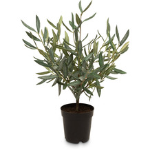 fleur ami Olive Kunstpflanze 51 cm