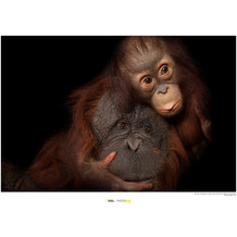 Komar National Geographic Wandbild Bornean Orangutan 40 x 30 cm