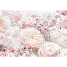 Komar Papier Fototapete - Spring Roses - Größe 368 x 254 cm