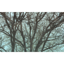 Komar Vlies Fototapete - Whispering Woods - Größe 400 x 250 cm