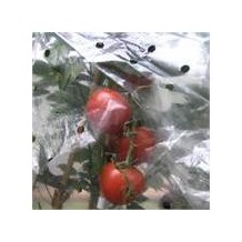 NOOR Tomatenhaube 0,65x10m gelocht 20my für 10 Tomaten