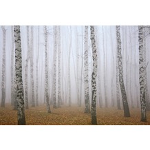 XXLwallpaper Fototapete Birch in Fog 150 g Vlies Basic 2,00 m x 1,33 m