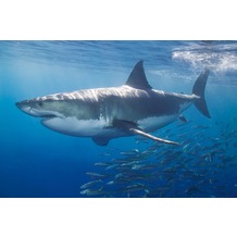 XXLwallpaper Fototapete White Shark 150 g Vlies Basic 2,00 m x 1,33 m