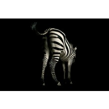 XXLwallpaper Fototapete Zebra 150 g Vlies Basic 2,00 m x 1,33 m