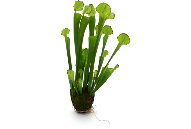 fleur ami KOBRALILIE Kunstpflanze, 55 cm