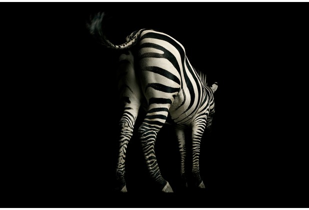 XXLwallpaper Fototapete Zebra 150 g Vlies Basic 2,00 m x 1,33 m